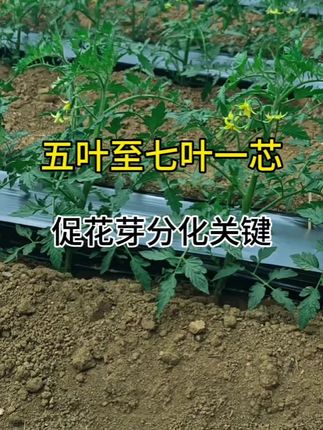 番茄促花芽分化关键,促花做的好,产量少不了#三农种植 #促花保果 #促花肥