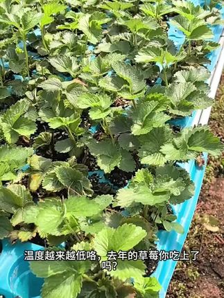 温度越来越低咯,去年的草莓你吃上了吗?没有的话继续再买吧 #草莓苗繁育基地 #草莓苗出售 #草莓苗#原创作品