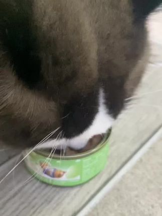 这个拿捏了我家挑嘴小猫,poroca鸽肉兔肉主食罐,以低脂肪高蛋白的稀缺野味组合为基础,富含牛磺酸、氨基酸及铁、锌、磷等营养,易消化好吸收,助力猫咪肌肉、肠胃、骨骼健康,85g一餐量精准适配 。#poroca #猫主食罐 #养猫人 #猫粮 #养猫经验分享@DOU+上热门