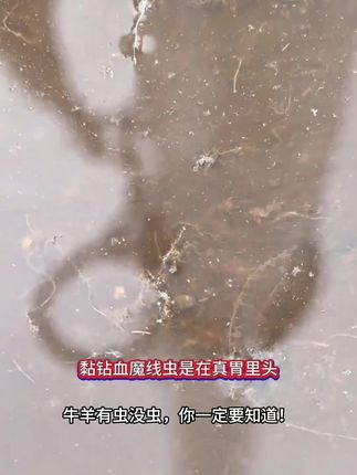 #牛羊马通用 #驱虫的重要性 #养殖技术 #养殖人的心酸 #养殖用品