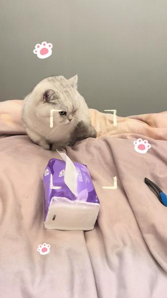 听不懂 但是有耐心#萝卜纸巾猫咪 #我和我的猫