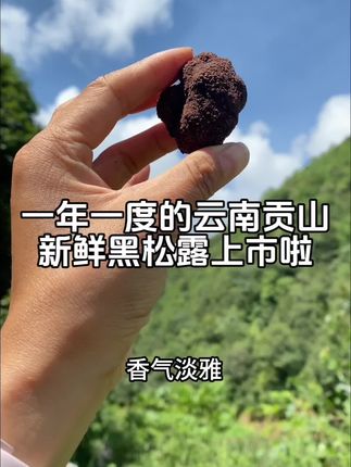 一年一度的云南高黎贡山新鲜黑松露又上市啦,头茬黑松露香气淡雅,口感细腻,菌香味特别浓!#黑松露 #野生黑松露