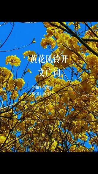 迎春的开远市,黄风铃花在蓝天里绽放,十分惊艳!