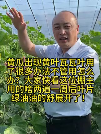 黄瓜有黄化黄叶卷叶怎么办? 黄瓜出现黄叶瓦瓦叶用了很多办法不管用怎么办?大家快看这位棚主用的啥两遍一周后叶片绿油油的舒展开了!#三农 #黄瓜种植 #黄瓜种植技术 #病毒病 #黄叶
