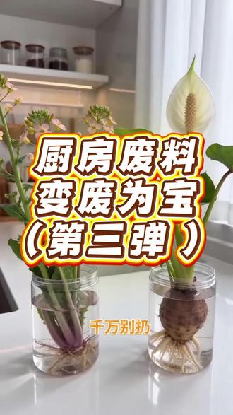 厨房剩菜别扔,变废为宝第三弹!#水培 #水培植物 #室内绿植 #绿植 #变废为宝