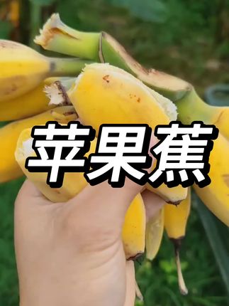 超级好吃的苹果蕉#软糯香甜 #脆甜多汁 #抖音小助手我要上热门🔥 #应季水果 #美食