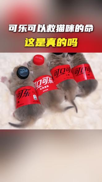 可乐可以救猫咪的命,这是真的吗#猫咪 #养猫经验分享 #新手养猫 #猫咪知识 #可乐救猫命