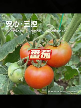 #西红柿 #酸甜西红柿 #蔬菜西红柿 #西红柿推荐 #西红柿分享 彩虹星球生态|生态西红柿现摘现发风味浓郁酸甜可口当季新鲜蔬菜