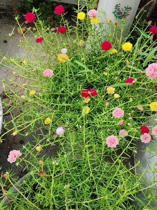 太阳花苗#重瓣太阳花 #爱生活爱养花 #我的花花草草🌸🌸 #拍花也是一种享受 #太阳花