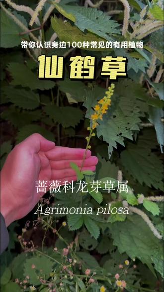一起认识仙鹤草
#中草药知识分享 #野生植物 #户外探索