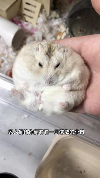 懒惰鼠 #萌宠 #萌宠出道计划 #鼠鼠我呀#仓鼠日常 ##仓鼠@DOU+小助手
