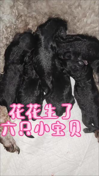 产房传喜讯👏🎆#小狗崽#灰泰迪#家庭式繁殖