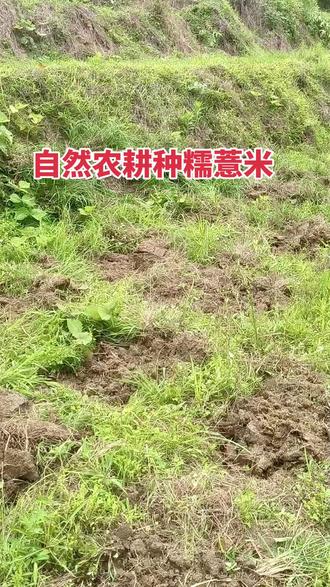 #种植基地实拍 #创作者中心 #创作灵感 #传统自然农耕 #糯薏米仁农场播种糯薏米,坚持老祖宗留下来的自然农耕方式,地里从来不特意除草,不深耕、不翻地,就简简单单在田里挨个打个窝子,一颗一颗薏米仁点进去,顺其自然生长,不催长、不干预,让薏米在原生态的野草土里,慢慢扎根、自然成熟,吃就吃最原生态的本味,安心又健康~