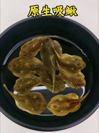 原生吸鳅 新手养鱼怕翻车?原生吸鳅来救场!适应力拉满,弱酸弱碱水都能活,吃藻还不抢食,给鱼缸添点“原生野趣”,好看又好养~#养鱼 #上热门 #强烈推荐 #养鱼日记 #观赏鱼 @抖加🔥上热门🔥dou+🔥热点宝