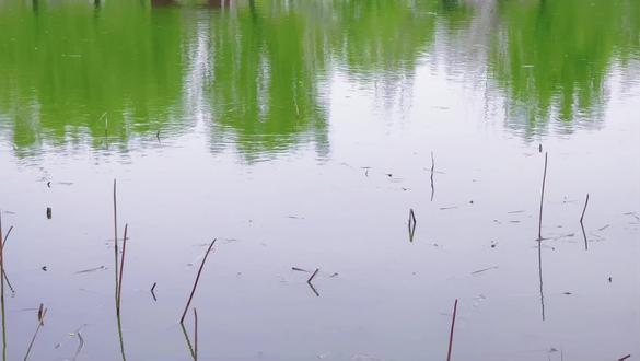 《村居》清. 高鼎
草长莺飞二月天
拂堤杨柳醉春烟
儿童散学归来早
忙趁东风放纸鸢
#享受大自然 #古诗词的魅力 #享受大自然慢下来看世界 #谁不爱这满屏诗画之地