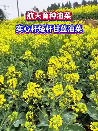 航天育种油菜,前期抗病菌,后期抗菌核,霜霉,出油高#油菜种植#农业种植