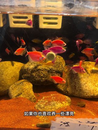 #鱼缸里的大自然 #养鱼日记 #养鱼 天使鱼
