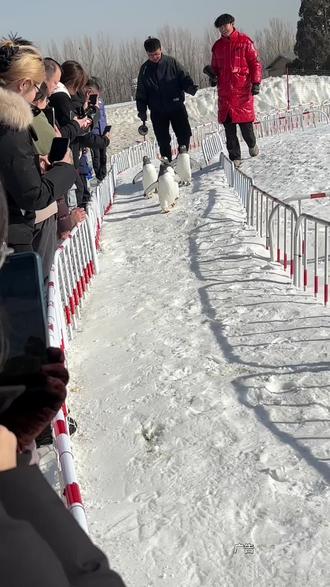 在包头看企鹅雪狐春节就来赛汗塔拉冰雪嘉年华@DOU+上热门 @DOU+小助手 #抖音新年吃喝玩乐节