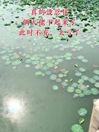 #原创视频 #荷塘美景 #纪录美好生活 #荷花