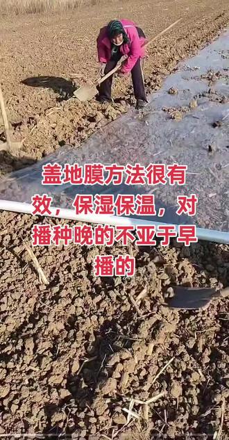 小麦盖地膜!#三农 #瑞德丰麦动力