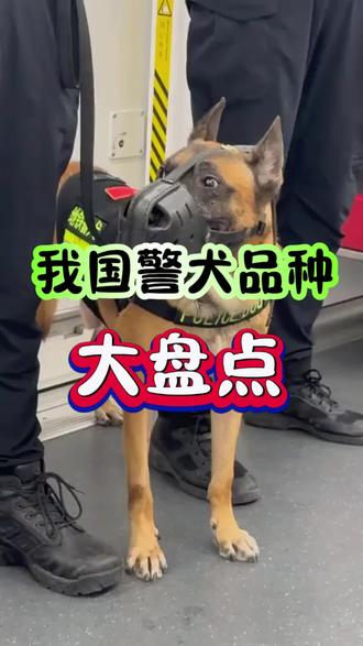 警犬品种大盘点#狗狗 #狗 #警犬 #狗狗护主