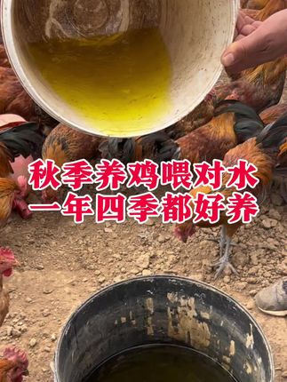 #三农养鸡 #三农 #农村散养土鸡 #低成本养猪 #新手养鸡