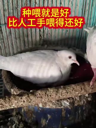 #农村创业养殖 #斑鸠#关注我每天分享不同的鸟知识