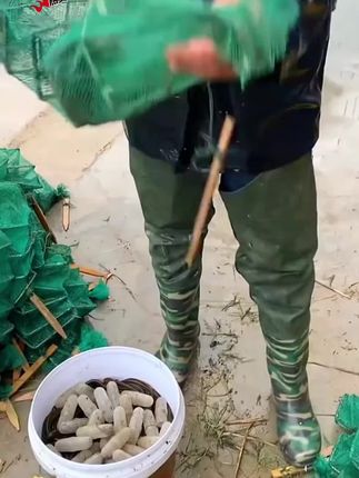 #饵料球 #下地笼 #地笼捕鱼 #下地笼捕黄鳝 #下地笼教程