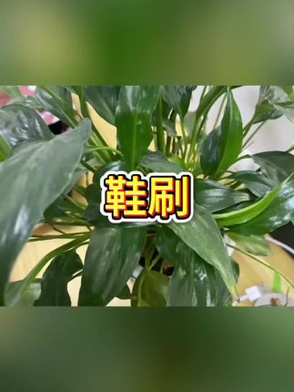 #鞋刷 #鞋刷子软毛 #鞋刷神器