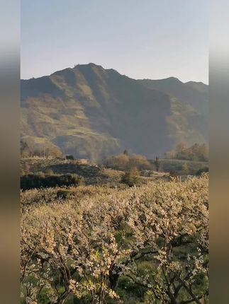 #抖音新农人 自家果园,半边红李子脱骨李,脆甜爽口 品质有保障