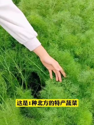 直播间割茬小茴香种子茴香种籽菜四季南方阳台盆栽易种蔬菜种孑#小茴香种子