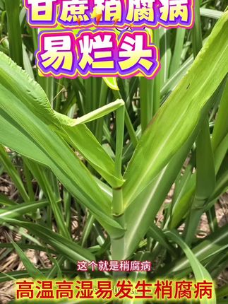 梢腐病预防大于治,不要等很严重了再补救,要在没发生或者早期防治更好#甘蔗种植 #甘蔗梢腐病