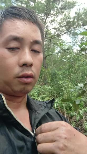 本期我来分享巴西樱桃的高空压条方法