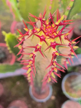 斑马柱 依旧是大红刺,好耀眼😁😁😁#爱生活爱养花 #好看的花一定分享给你 #好看的花一定要分享给你