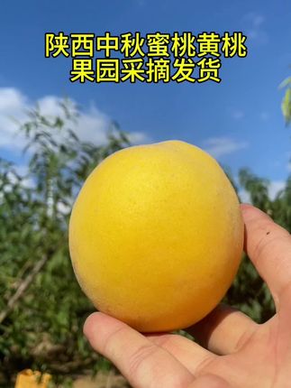 陕西甜脆黄桃,#优质农产品 #新鲜采摘 #黄桃