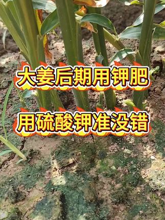 大姜后期用钾肥,用硫酸钾准没错#硫酸钾 #膨姜 #生姜增产