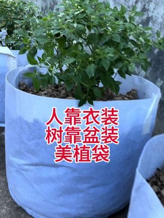 人靠衣装,树靠盆装,物美价廉的美植袋种上查拉皮塔辣椒,也能给人一种高端大气上档次的高贵感,这波我选美植袋#美植袋#家庭种植 #查拉皮塔辣椒 #秋播