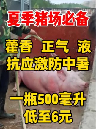 夏季猪场必备藿香液,一瓶500毫升兑水100斤,低至6元#养猪 #养猪人 #养好猪