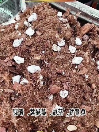 木森推荐的天南星科八合一配土促根绿植龟背竹适合锦化龟背竹蔓绿绒芋科花烛#植物营养土#营养土#在抖音入手的好东西 #木森#木森大舞台