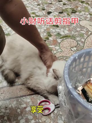 小财听话版本,剪个指甲很配合,不会找打#毛孩子的日常 #猫咪 #家有萌宠 #猫咪日常