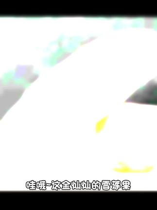 云南产地高山雪莲果产地现挖脆甜多汁自家果园种植黄心新鲜水果#好货#好物分享#真好