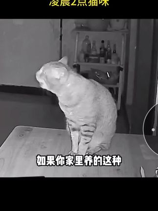 养公猫的铲屎官,家里要常备嘘嘘片,千万别拖到严重了,花钱不说猫咪还遭罪 #科学养宠攻略 #养猫人 #科学喂养