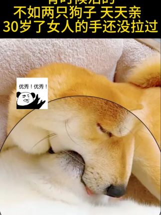 30岁活的不如两只狗子!!!##狗子的迷惑行为