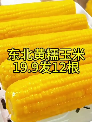 19块9到手12根,而且还都是大棒🌽#东北黄糯玉米 软糯香甜又大又糯又甜#糯玉米的营养价值 #哇又便宜又好吃 #东北甜糯玉米 #粗粮