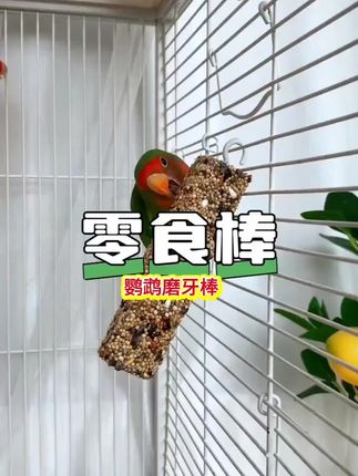 鹦鹉磨牙棒,爱鸟不再啃咬鸟笼,也不再咬主人了#鹦鹉磨牙棒 @抖音创作者中心