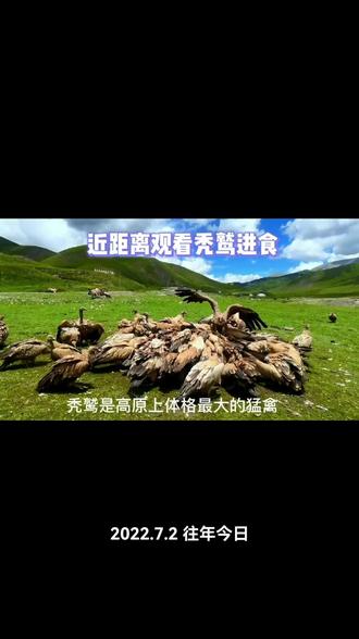 关于神鹫的回忆#2022年川藏北线自驾行