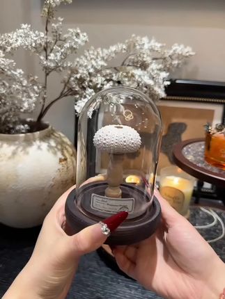 #小夜灯#氛围灯 小海螺和海胆造型