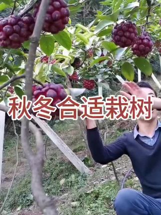 黑老虎苗,种植一年结果,现在很好种植#你的家乡有这种果子吗