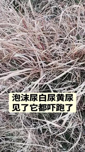 #萹蓄#白茅根#农村生活 @抖音小助手