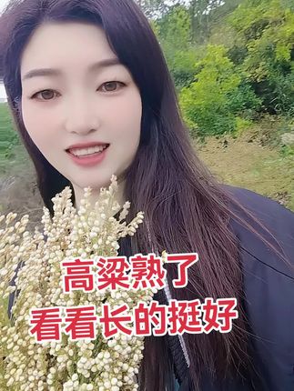 #高粱熟了 #白高粱